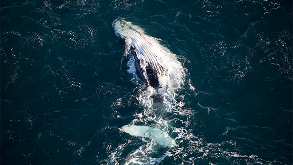 Image for Whale Watching & Scenic Flights